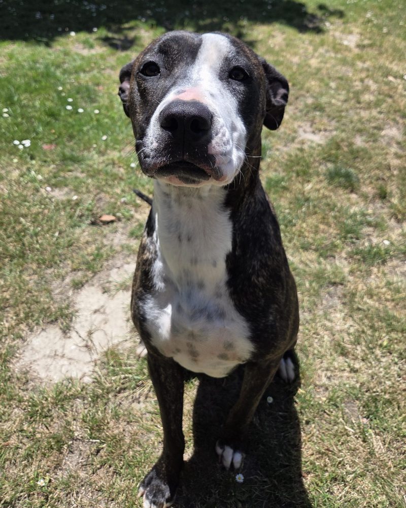 Duchess looking up at the camera sitting nicely for a treat