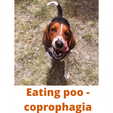 Eating poo - coprophagia