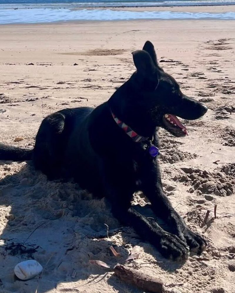 Teddy lying on the sand at the beach