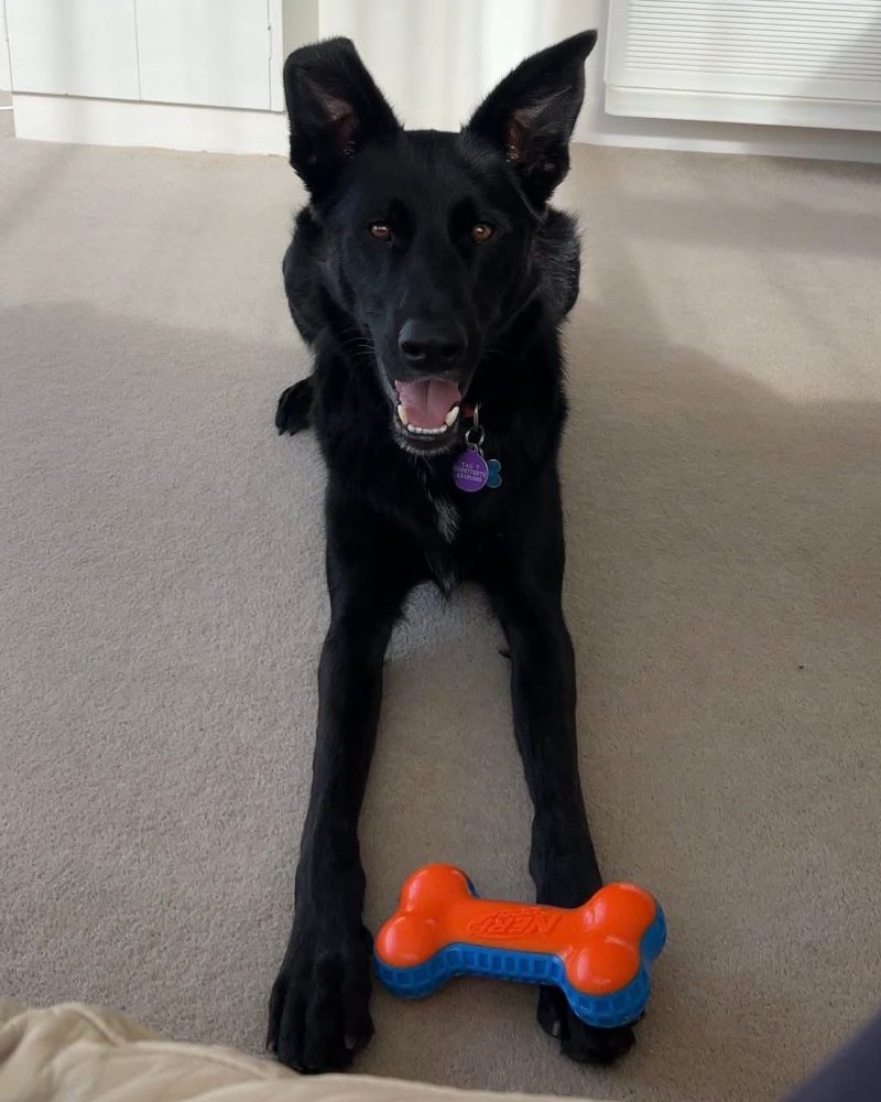 Teddy facing the camera lying down with a toy in front of him