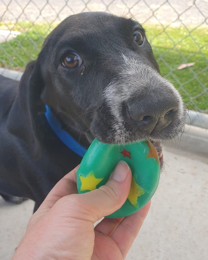 Ferdinand playing tug of war with a ball and staff member