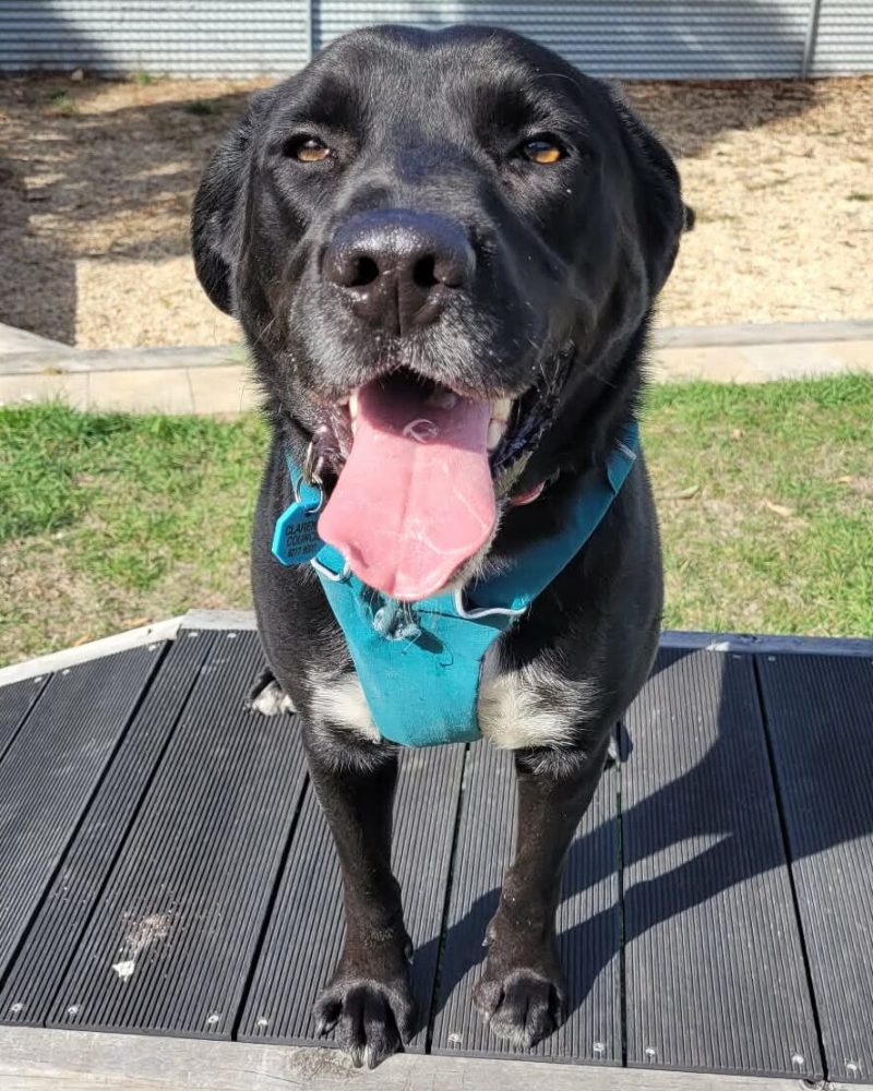 Flash standing on play equipment with a big smile