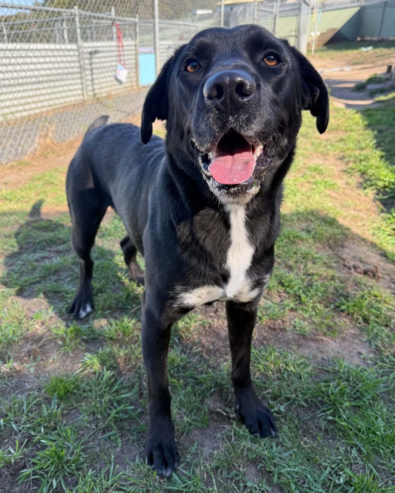 Flash standing on the grass with smile