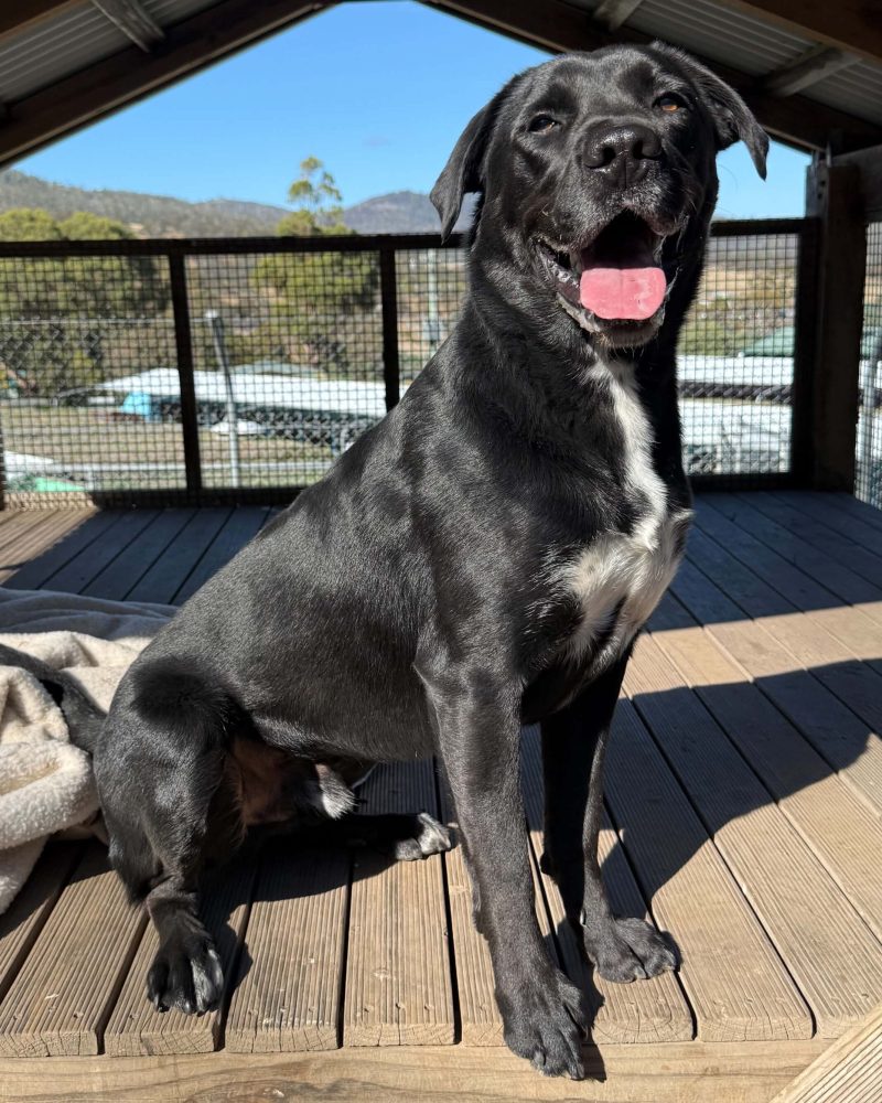 Flash sitting in side profile facing right