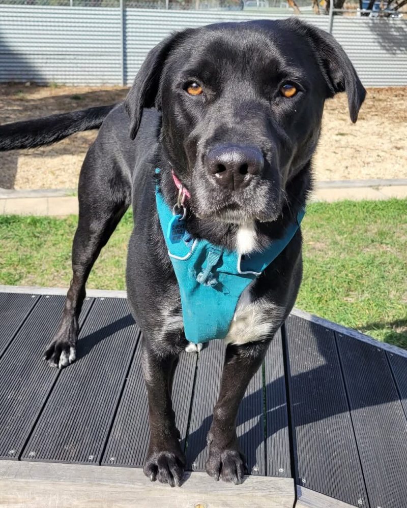 Flash standing on play equipment looking at the camera