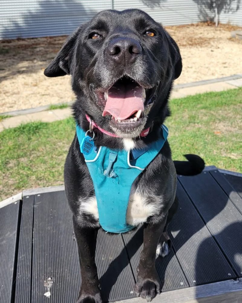 Flash standing on play equipment with a big smile on his face