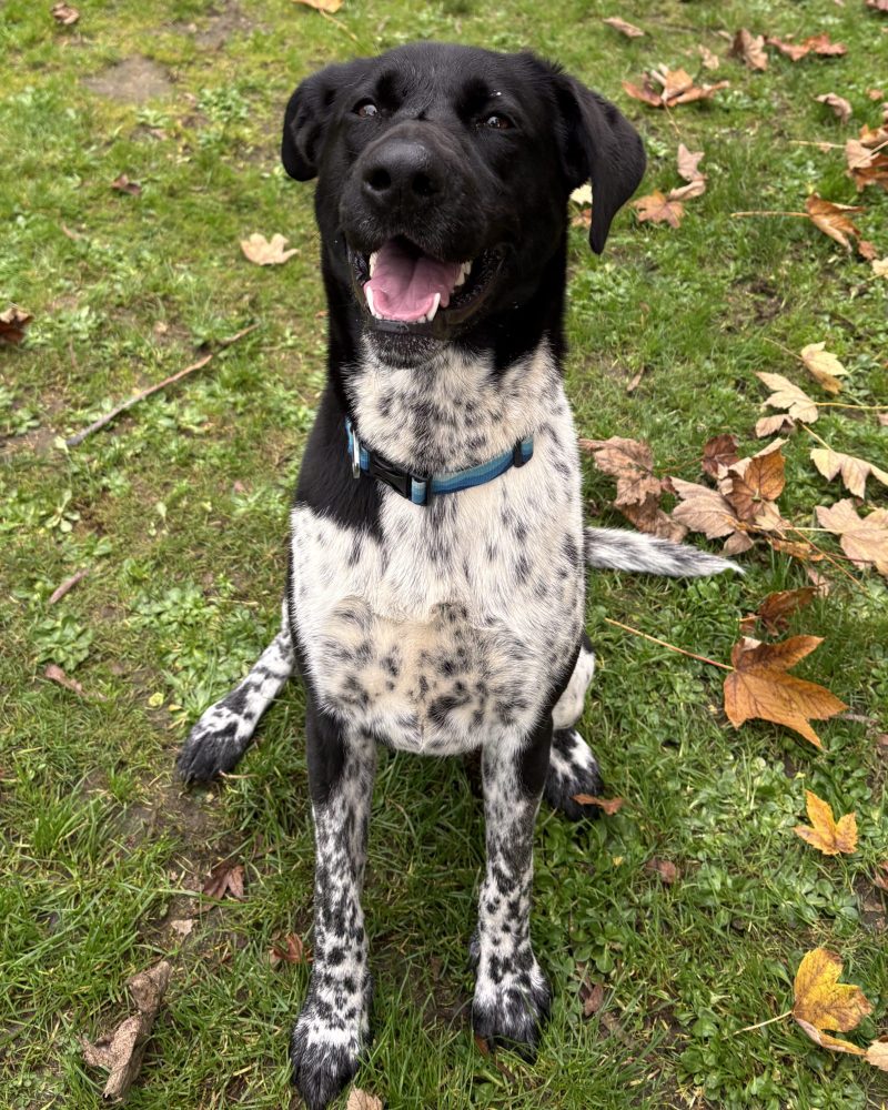 Flick sitting very nicely for staff in exercise yard