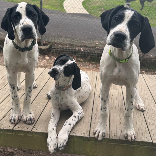Three fruit pups close up