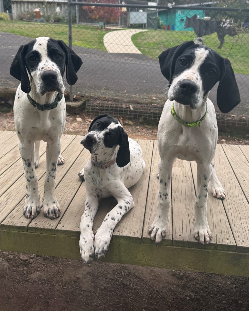 Two of the four pups standing on the platform and middle one lying down