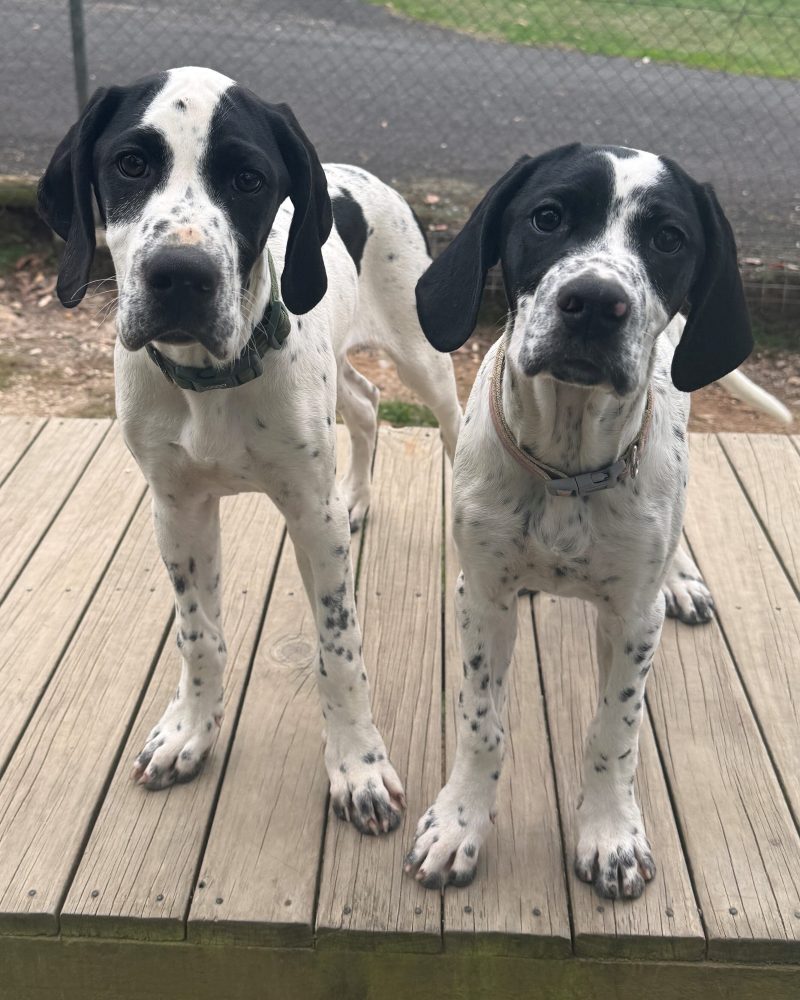 Two puppies standing on the platform with eyes on staff