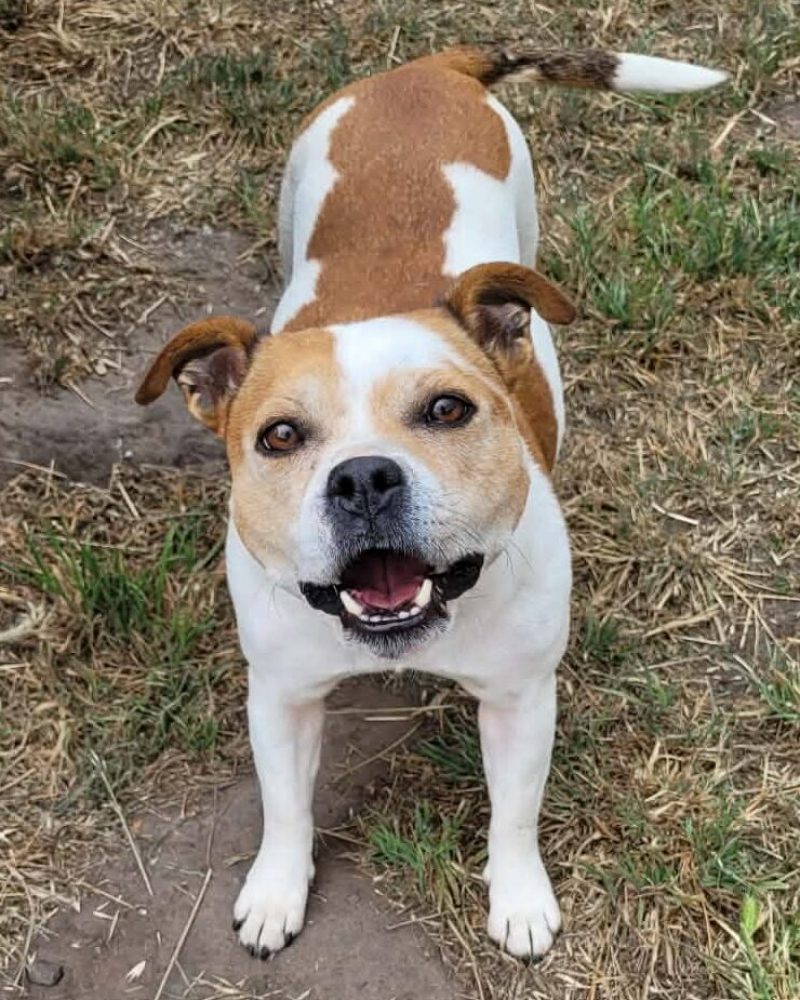 Georgie standing on the grass with a smile
