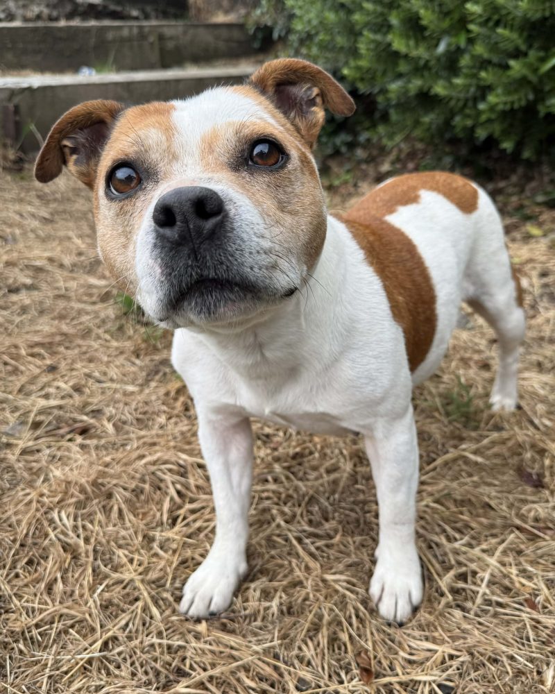 Georgie standing on the grass looking at the camera