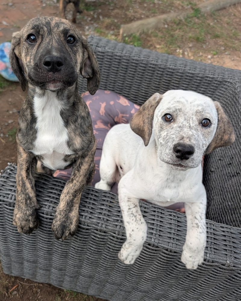 Two Bridgerton pups sitting on outdoor furniture looking at the camera