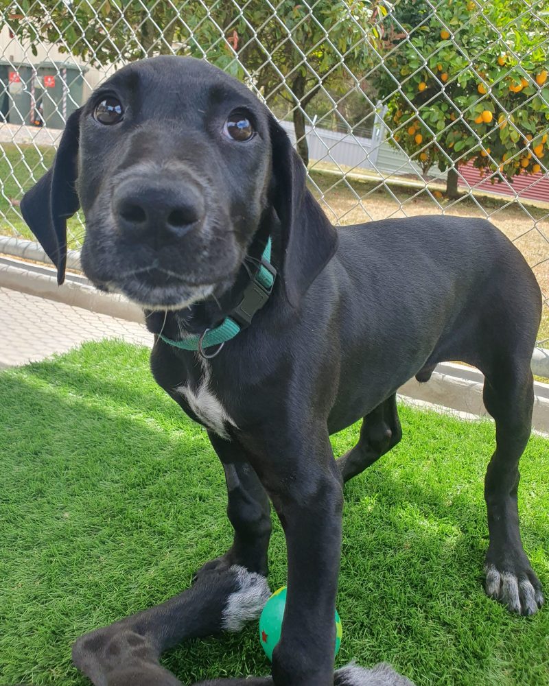 Guapo in puppy yard looking up at staff