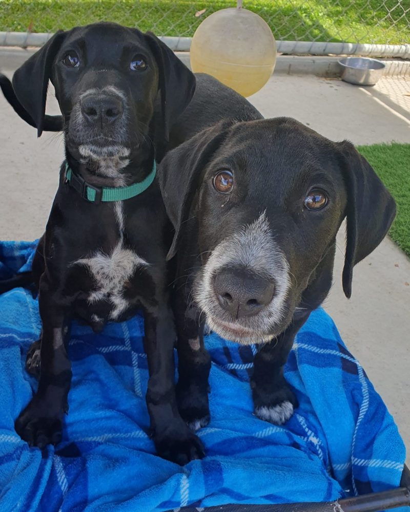 Guapo and Ferdinand sitting together on a stretcher bed in the puppy yard.