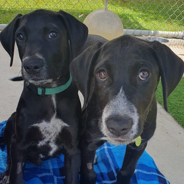 Ferdinand pups close up