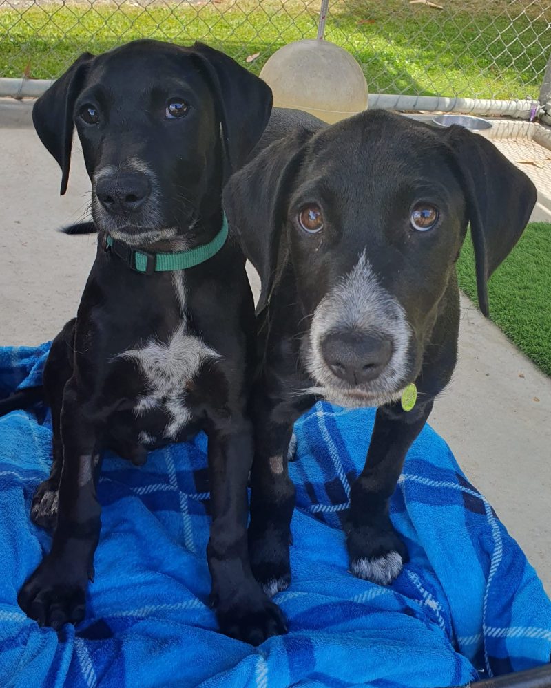 Guapo and Ferdinand sitting together in puppy yard