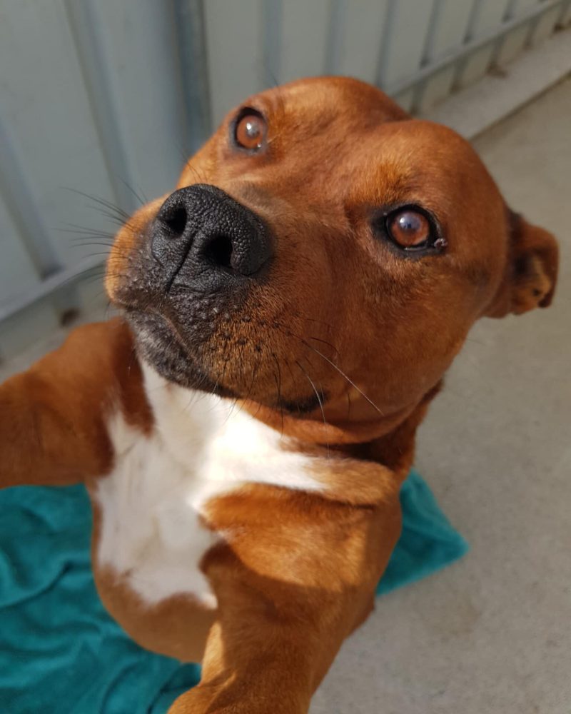 Gus standing on his back legs seeking attention