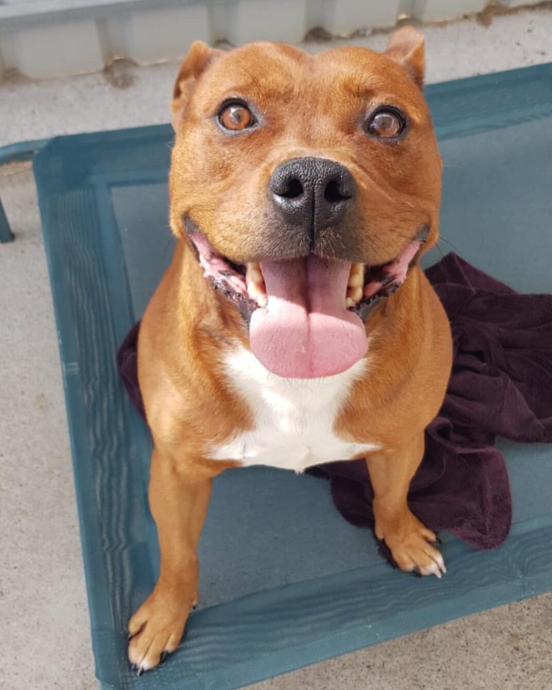 Gus sitting on a daybed outside looking happy