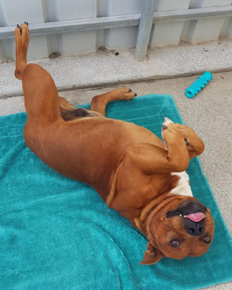 Gus lying on his back hoping for a tummy rub