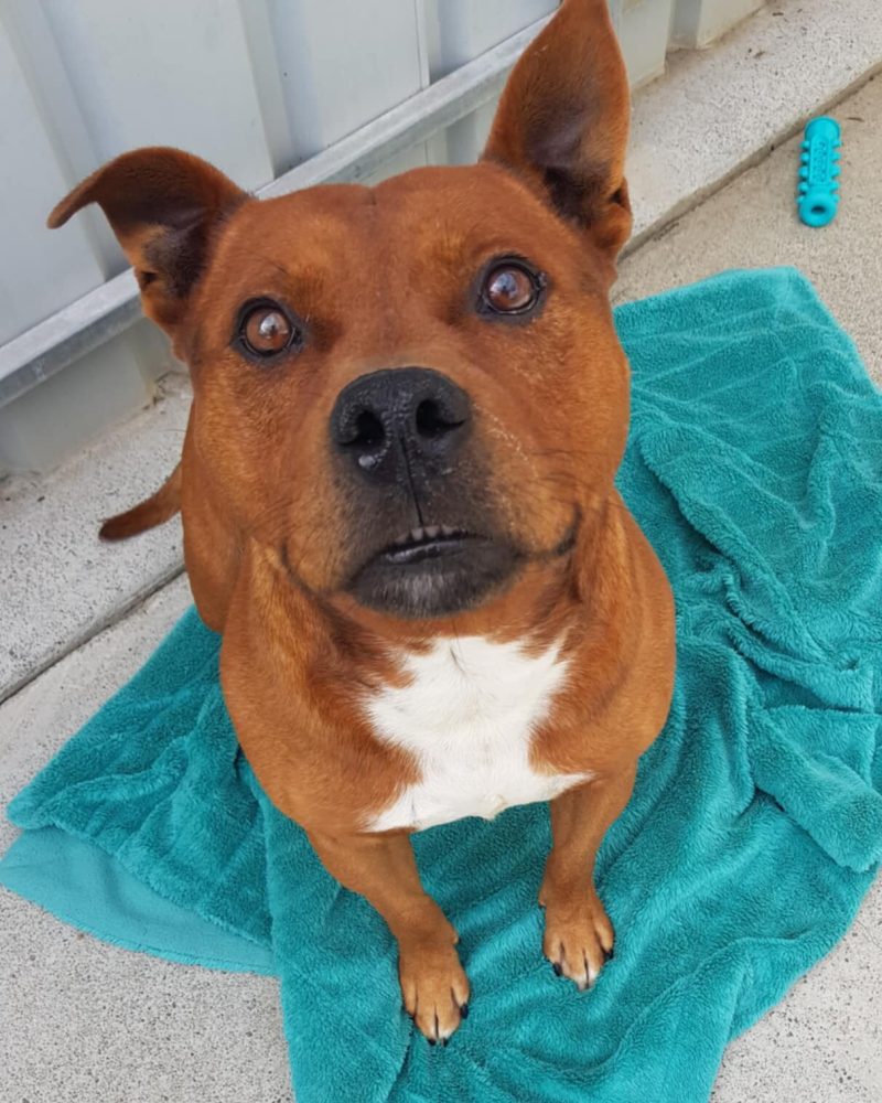 Gus sitting on a blanket outside looking serious