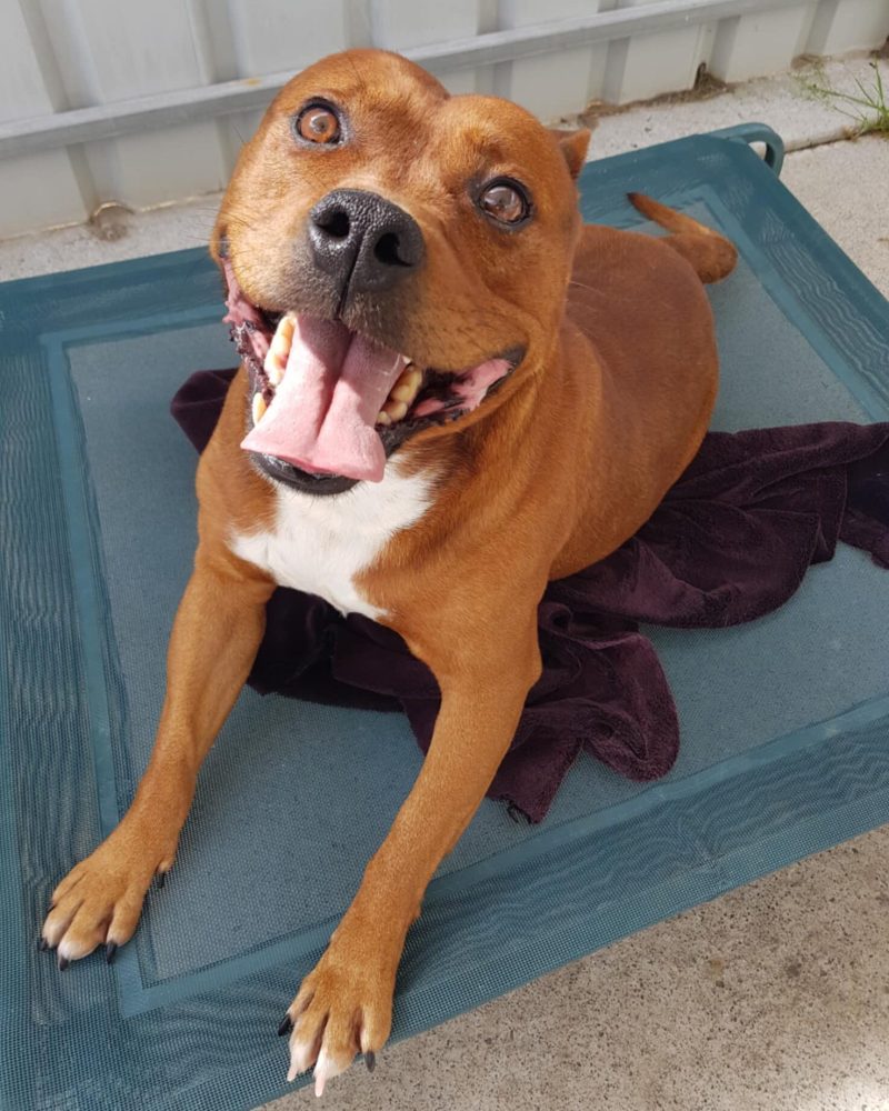 Gus on a dog bed looking happy