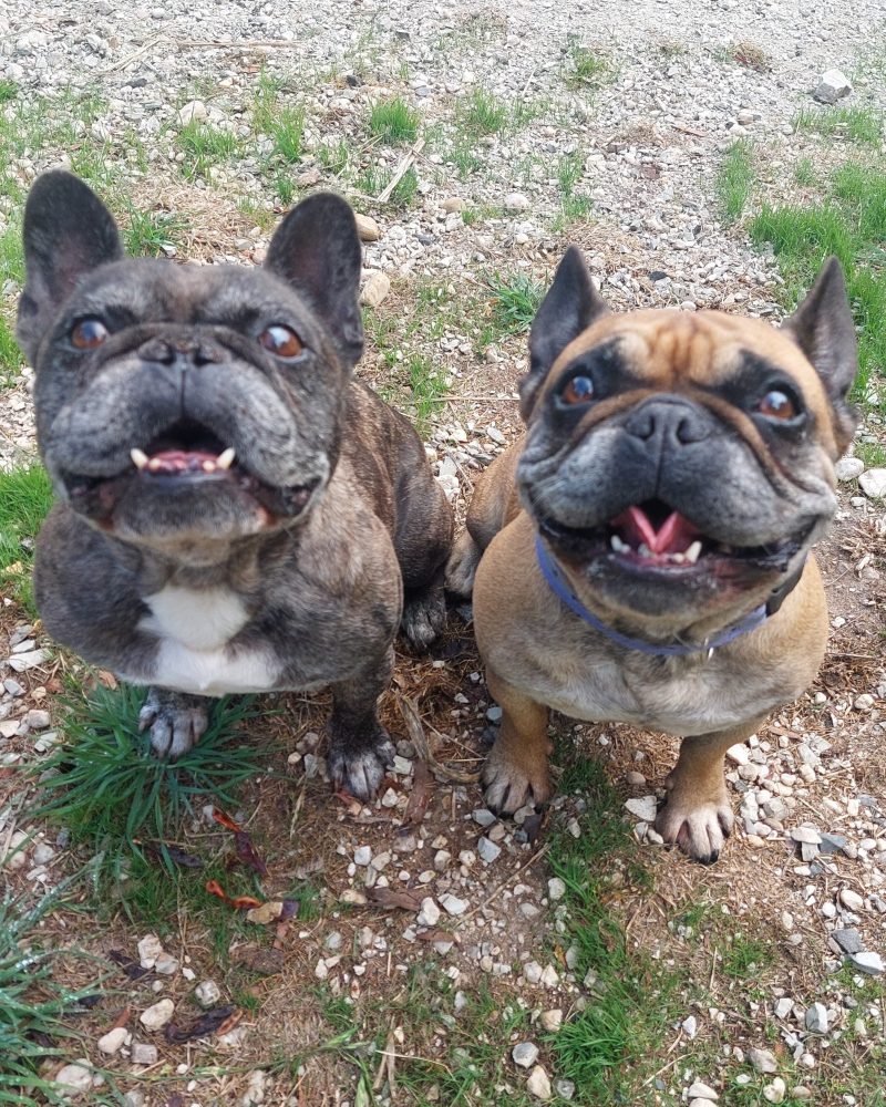 Harley and Dawn sitting together outside