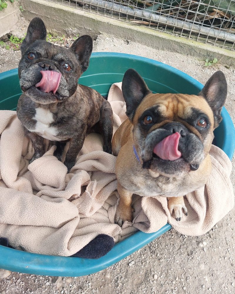 Harley and Dawn sitting together outside licking their lips