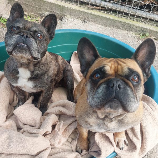 Harley and Dawn together close up