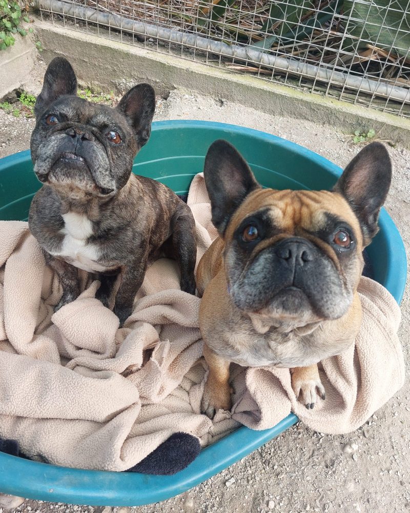 Harley and Dawn sitting together outside looking up at the camera