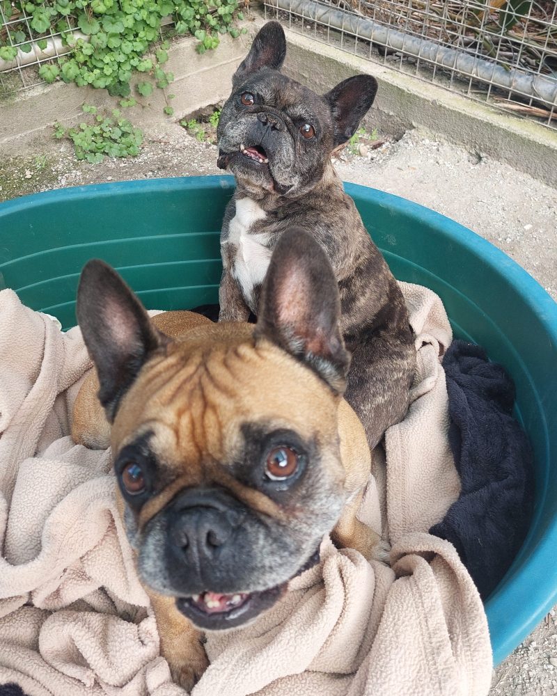Harley and Dawn together with Dawn in front
