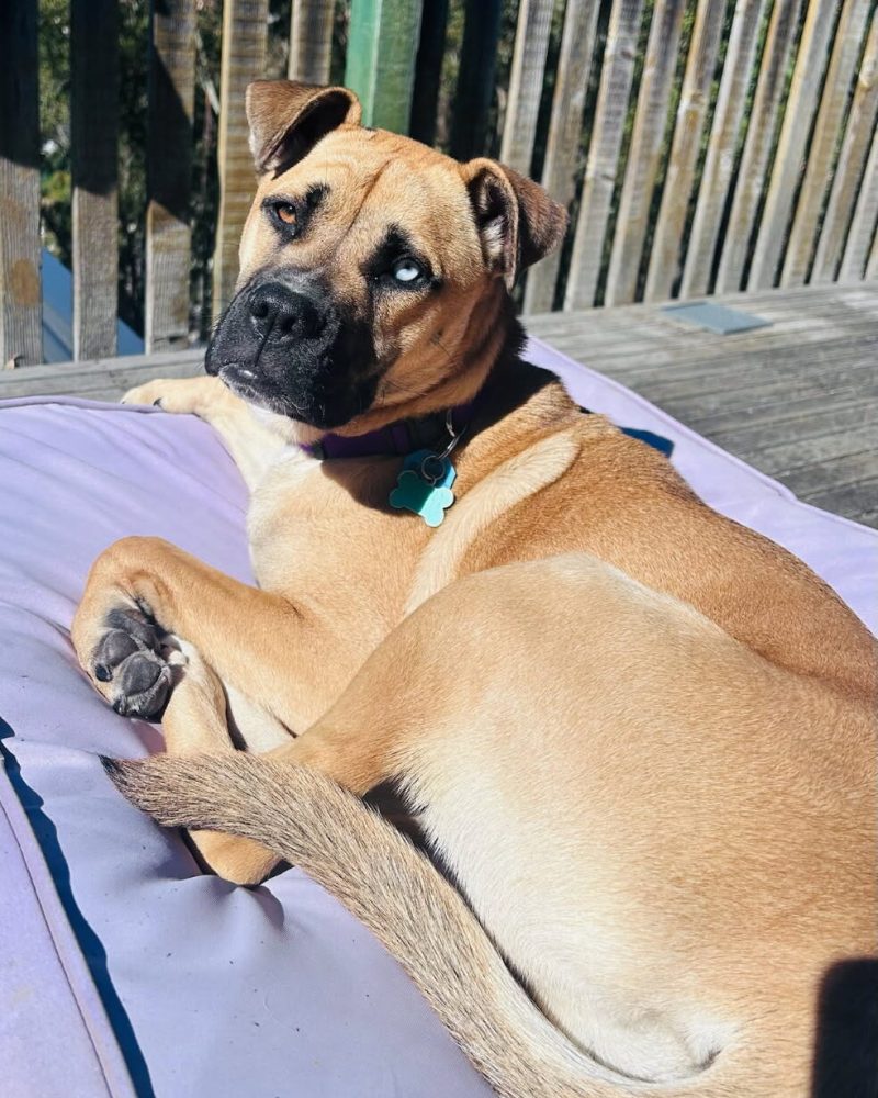 Hattie lying on a dog bed in the sun