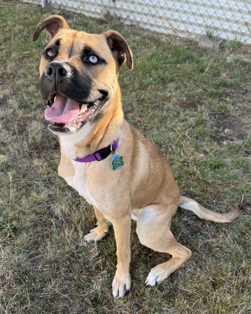 Hattie sitting on the grass outside looking happy
