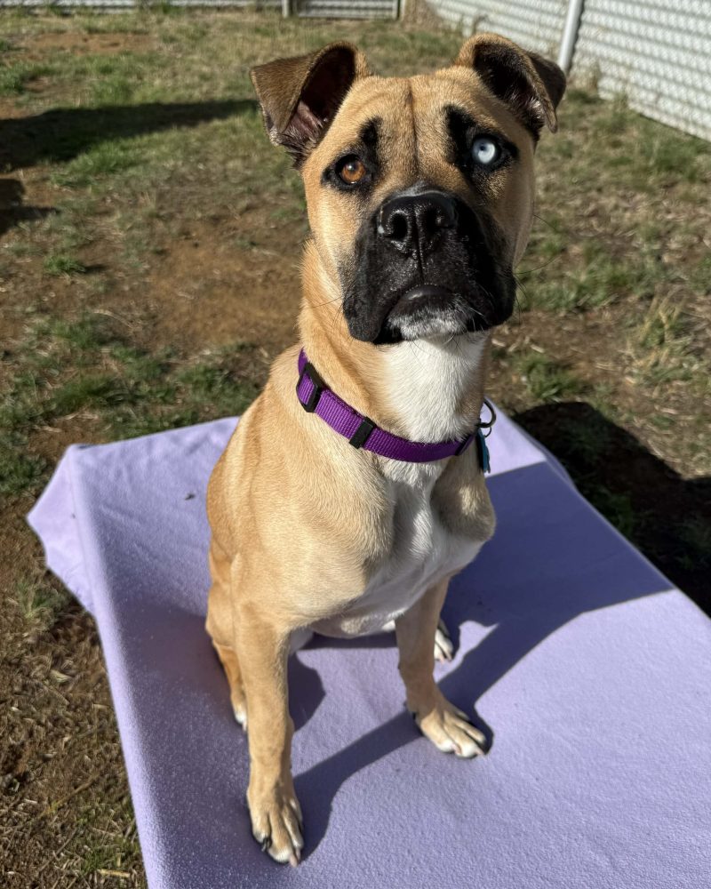 Hattie sitting on a dog bed outside
