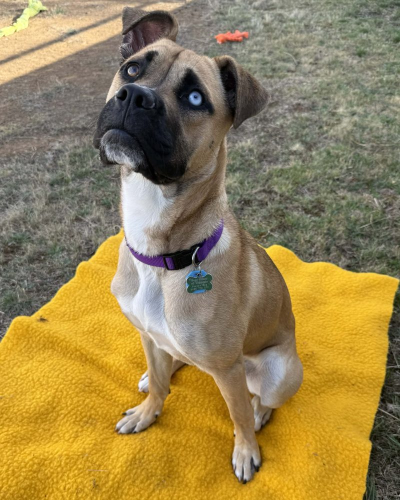 Hattie sitting on a blanket outside hoping for a treat