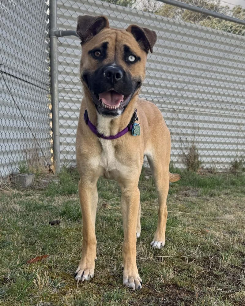 Hattie standing on grass outside with a toy