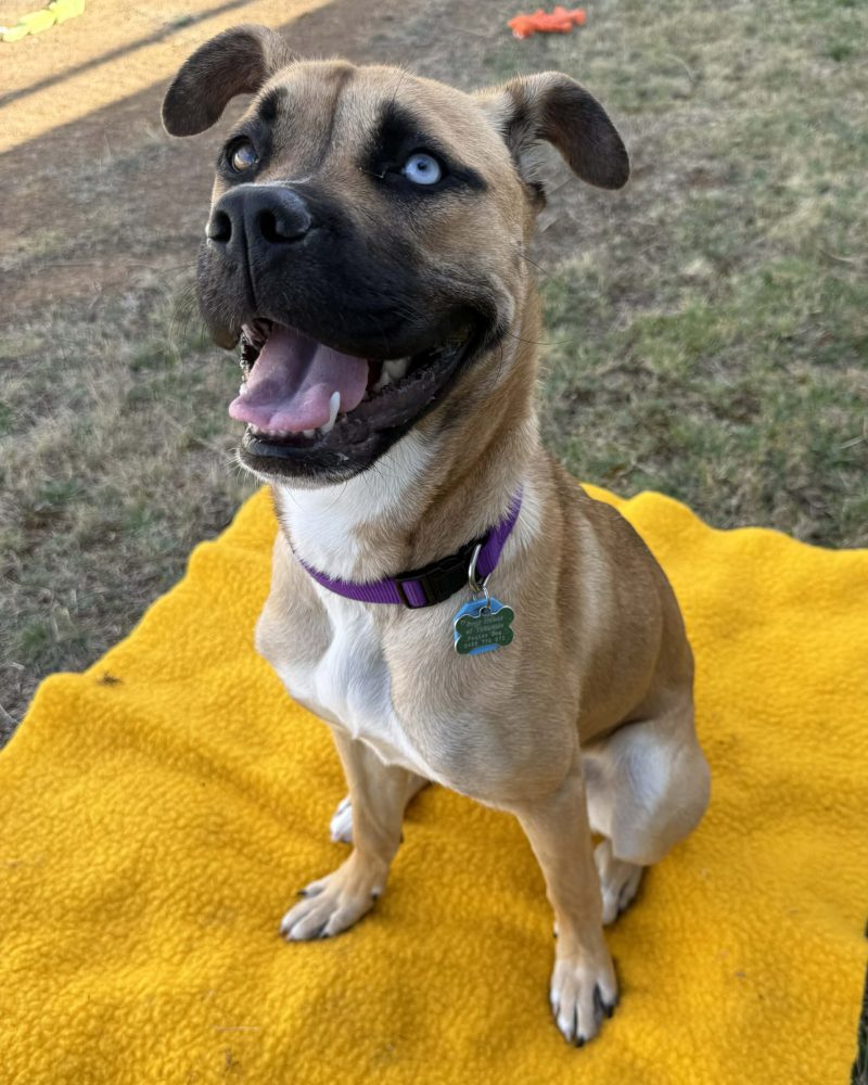 Hattie sitting on a blanket outside and looking happy