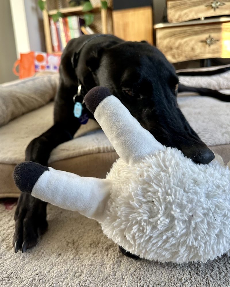 Dexter playing with a soft toy in foster care