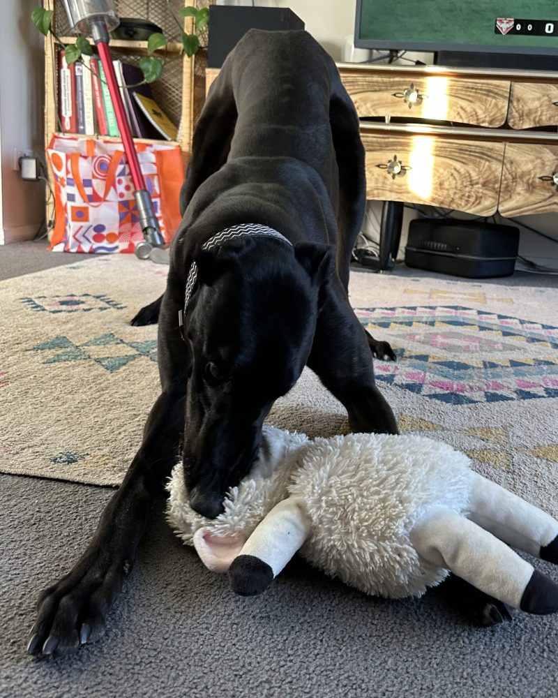 Dexter playing with a soft toy in foster care