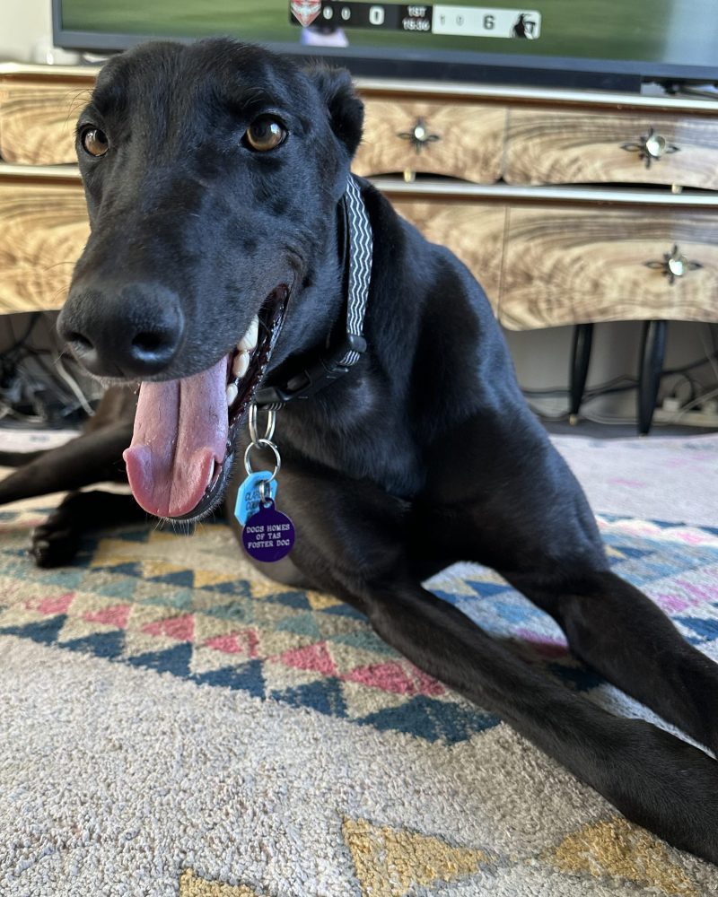 Dexter lying on the floor inside looking happy
