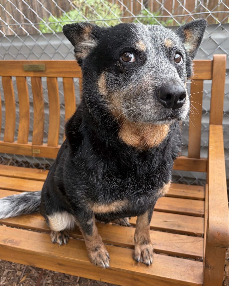Side view of Tess on siting on a bench seat with side-eye