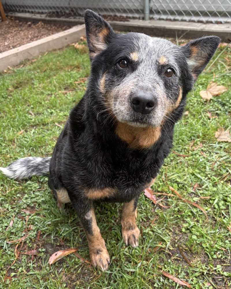 Tess sitting outside with a slight head tilt