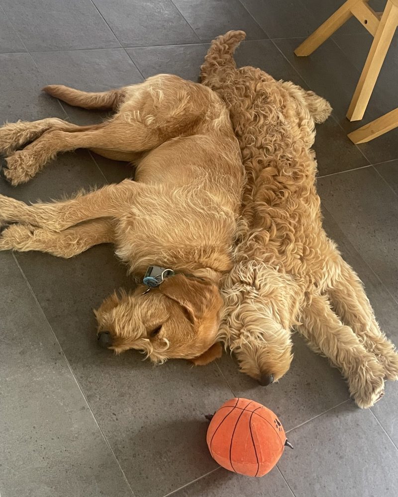 Aslan and Ursa lying on the floor back to back