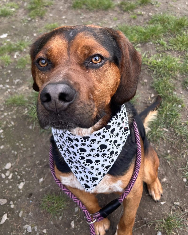 Sid showing off his bandana