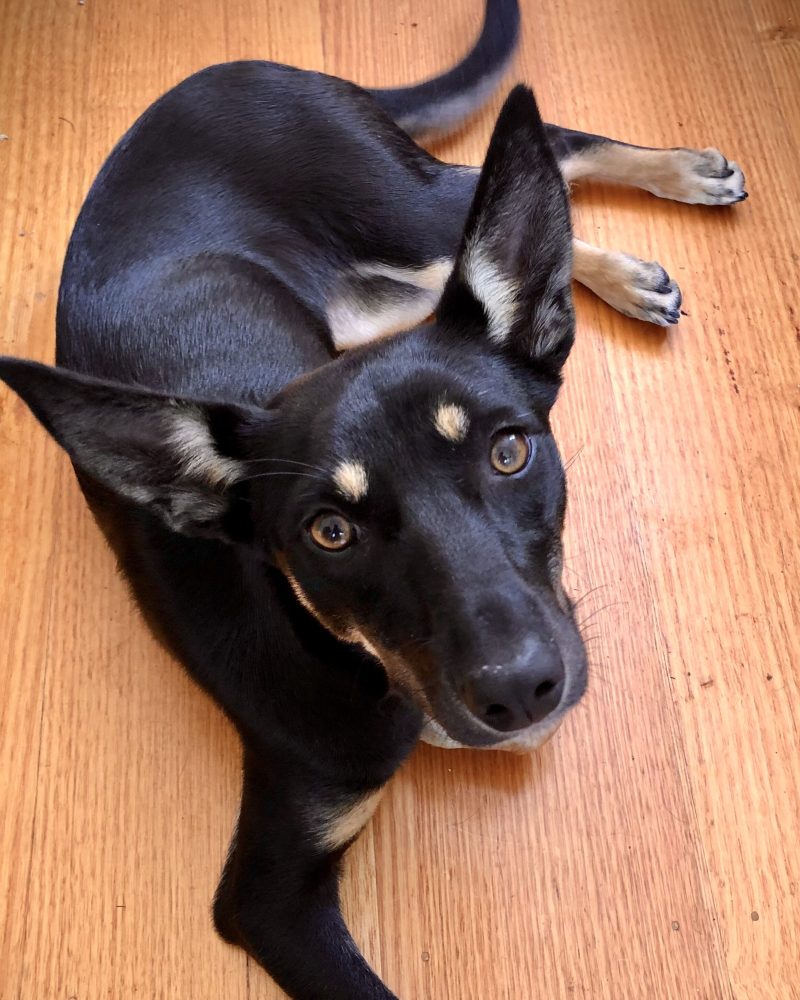 Lupin relaxing on the floor looking at the camera