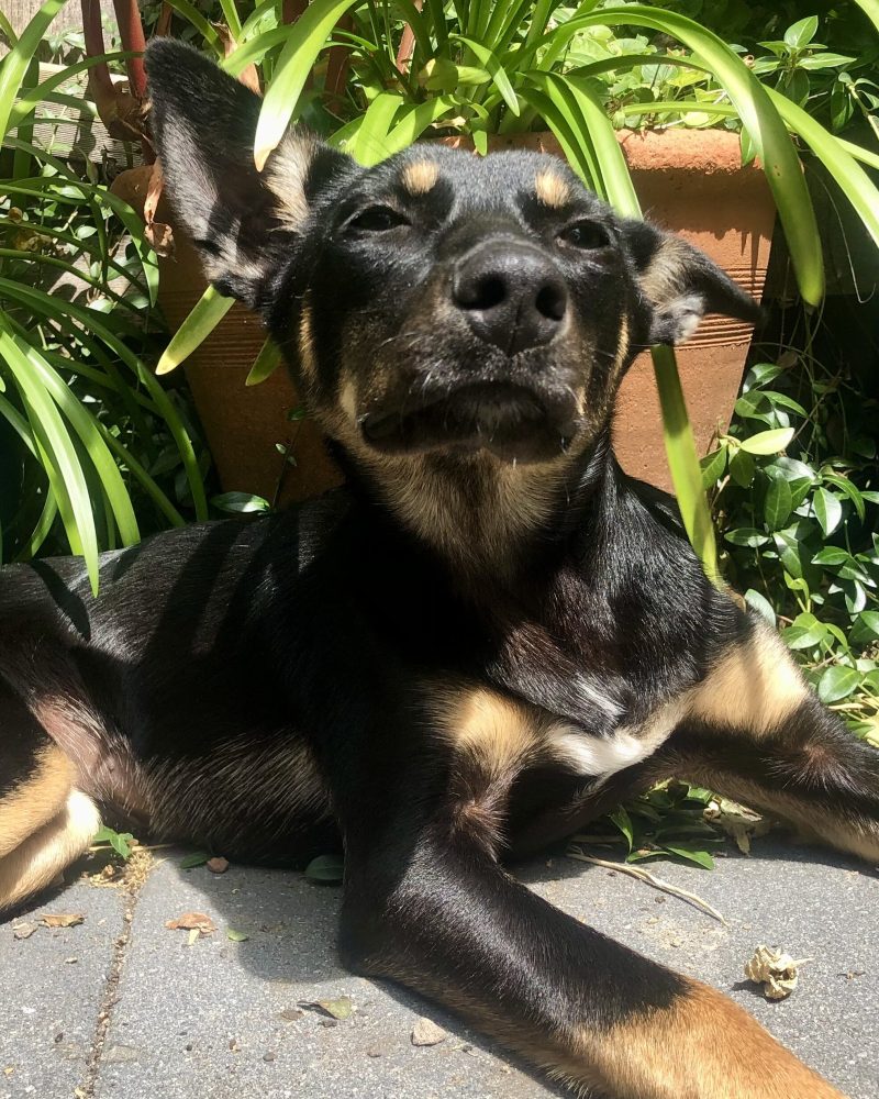 Lupin lying down in the sunshine