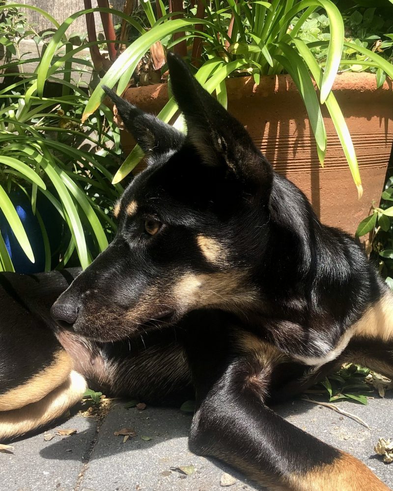 Lupin enjoying some fresh air and sunshine