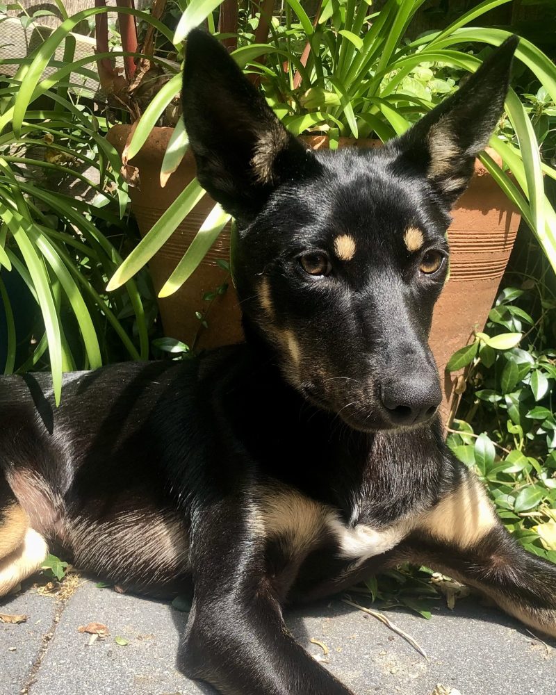 Lupin lying down in the sunshine