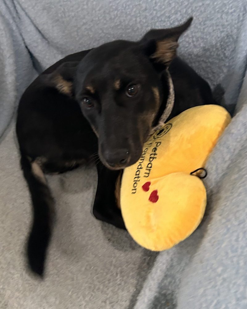 Lucy sitting on a chair cuddling a soft toy