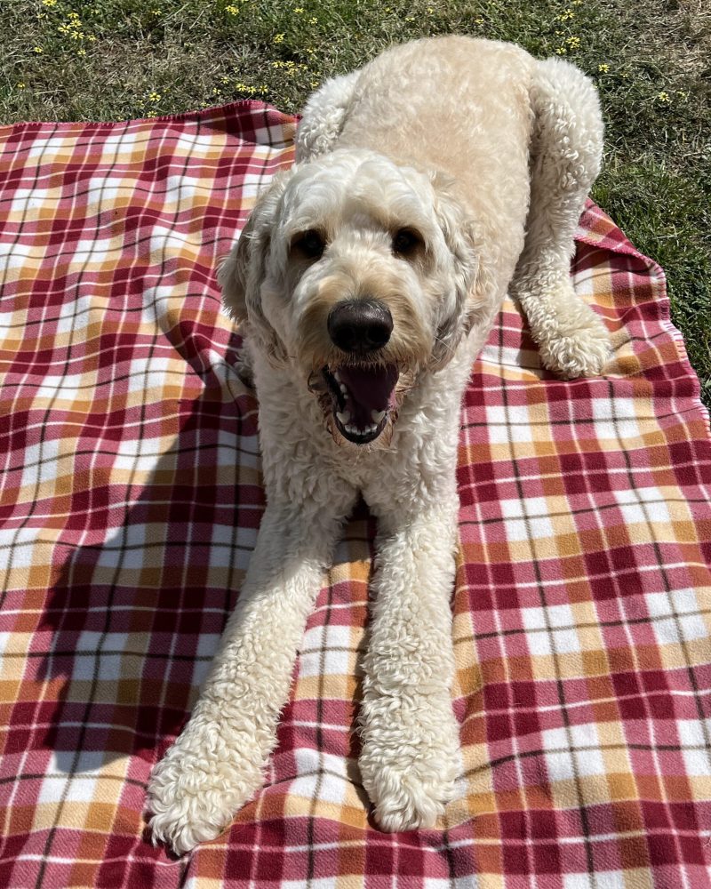 Ted lying on a blanket